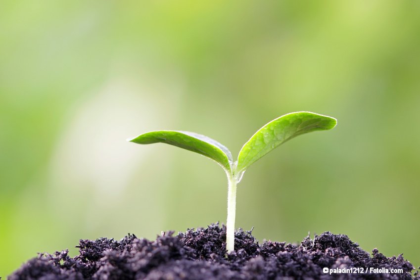 (Bildquelle: paladin1212 / Fotolia.com)