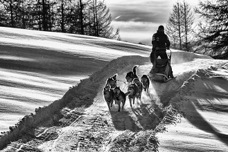 Musher Luca Chiarelli