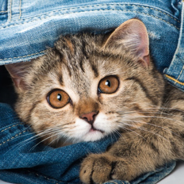 Bei Katzenkauf auf folgendes achten: (Bildquelle:©DoraZett - Fotolia) Bei Katzenkauf auf folgendes achten: (Bildquelle:©DoraZett - Fotolia)