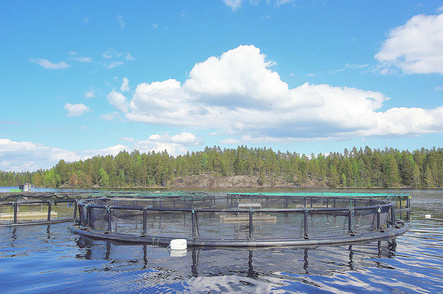 Mehr als die Hälfte der weltweit verzehrten Menge an Fisch stammt aus Aquakultur. Mehr als die Hälfte der weltweit verzehrten Menge an Fisch stammt aus Aquakultur.