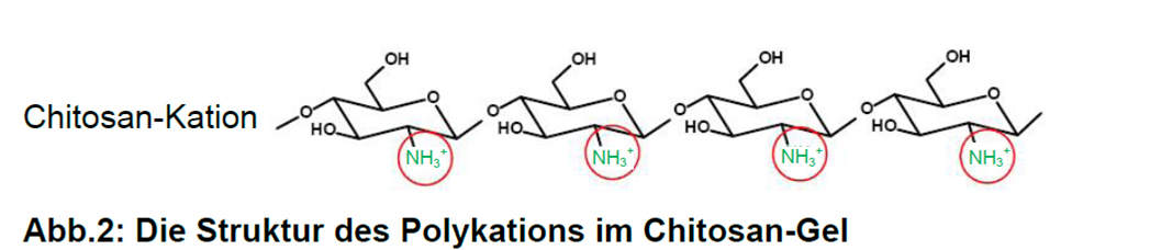 Chitosan in der Zahnpflege Helmuth Focken Biotechnik e.K. Chitosan in der Zahnpflege Helmuth Focken Biotechnik e.K.