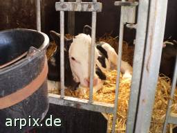 isoliertes, gefangengehaltenes Kind isoliertes, gefangengehaltenes Kind