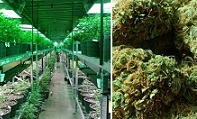 CANNABIS: Die Hauptwirkstoffe THC und CBD CANNABIS: Die Hauptwirkstoffe THC und CBD