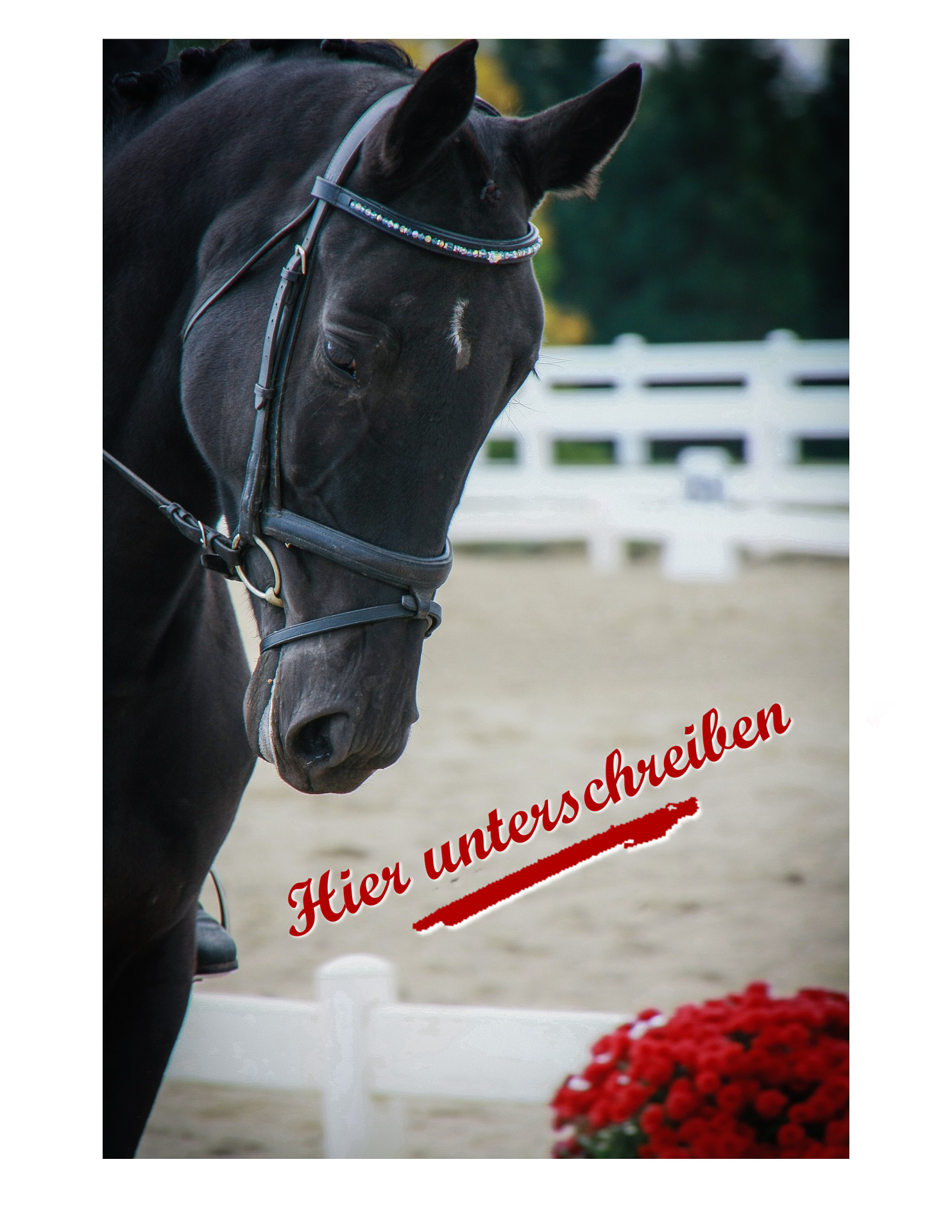 Bilder zu enger Nasenriemen und Sperrriemen soll es auf Turnieren bald nicht mehr geben.