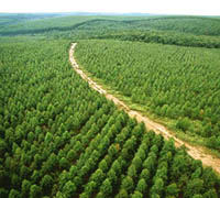 Jungforst in Paraguay: Südamerikanische Wälder binden viermal mehr CO2 als europäische Jungforst in Paraguay: Südamerikanische Wälder binden viermal mehr CO2 als europäische