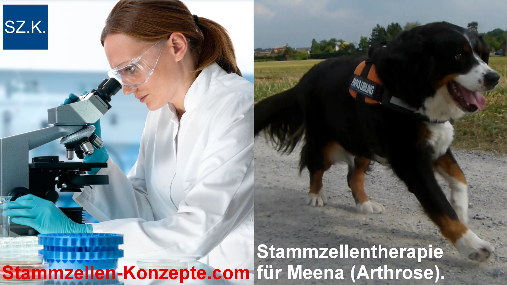 Erfolgreiche Arthrose-Therapie mit Stammzellen für Berner Sennenhund. Erfolgreiche Arthrose-Therapie mit Stammzellen für Berner Sennenhund.