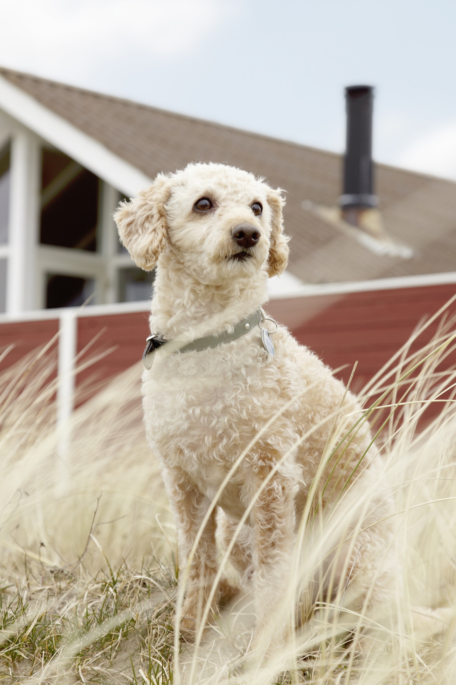 Tierfreundliches Ferienhaus in den Dünen: Hier fühlen sich  der Hund und die ganze Familie wohl.