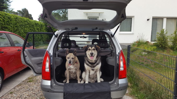 Hunde und Hundehaare im Auto