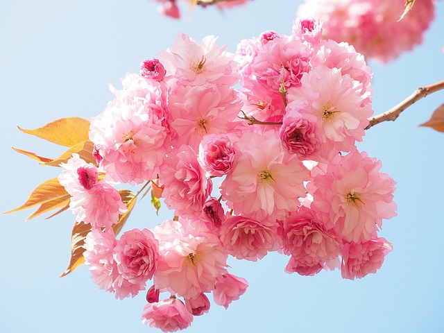 Japanische Kirschblüten (Bildquelle: Pixarbay) Japanische Kirschblüten (Bildquelle: Pixarbay)