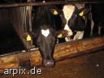 gefangengehaltene Kühe
