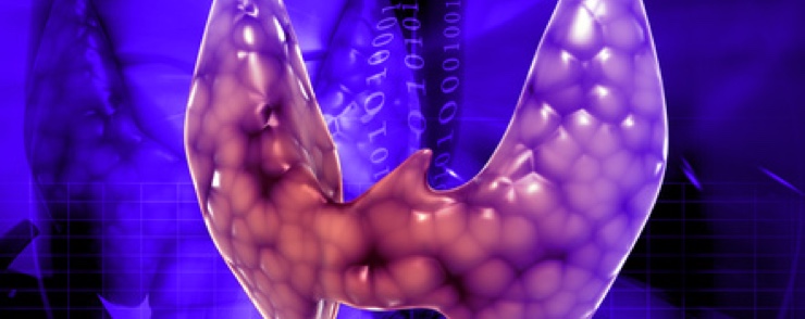 Schilddrüse: Ein wichtiges Organ. (Bildquelle:©abhijith3747 - Fotolia.com) Schilddrüse: Ein wichtiges Organ. (Bildquelle:©abhijith3747 - Fotolia.com)