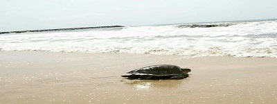 Sea Turtle - 'Ariyike' that we Rescued, Rehabilitated and Released to the seas (Bildquelle: Felix Ol Sea Turtle - 'Ariyike' that we Rescued, Rehabilitated and Released to the seas (Bildquelle: Felix Ol
