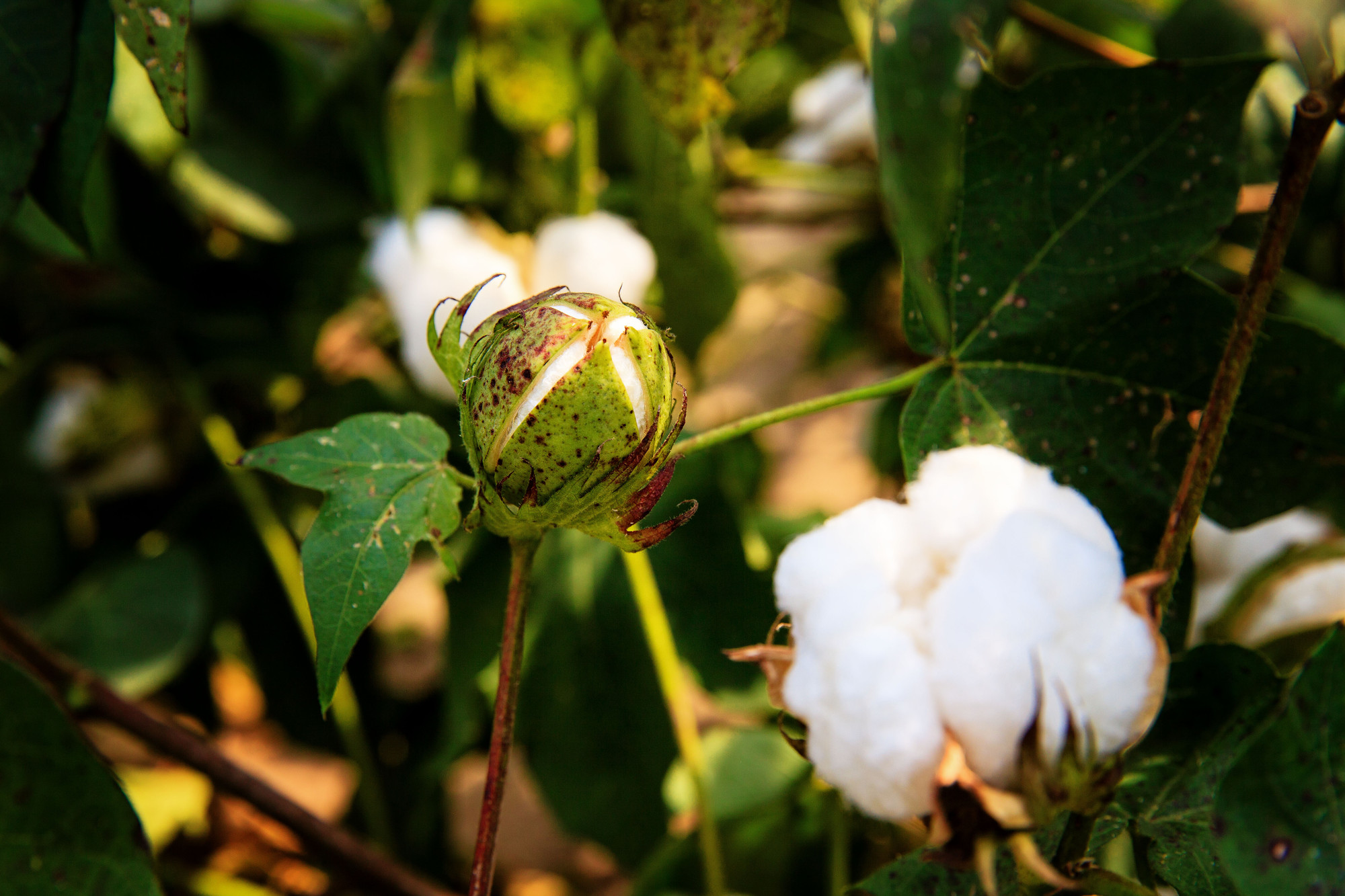 COTTON USA (Bildquelle: COTTON USA)