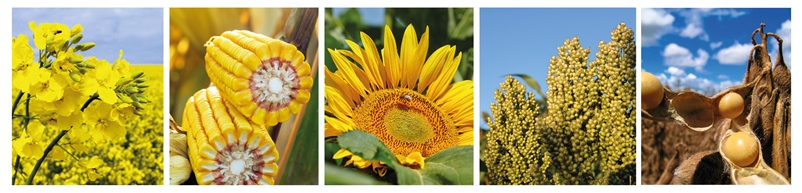 Mais, Raps, Sonnenblume, Sorghum und Soja im EURALIS Portfolio - Züchter Mais undÖlsaaten Mais, Raps, Sonnenblume, Sorghum und Soja im EURALIS Portfolio - Züchter Mais undÖlsaaten