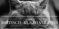 Britisch Kurzhaar Britisch Kurzhaar