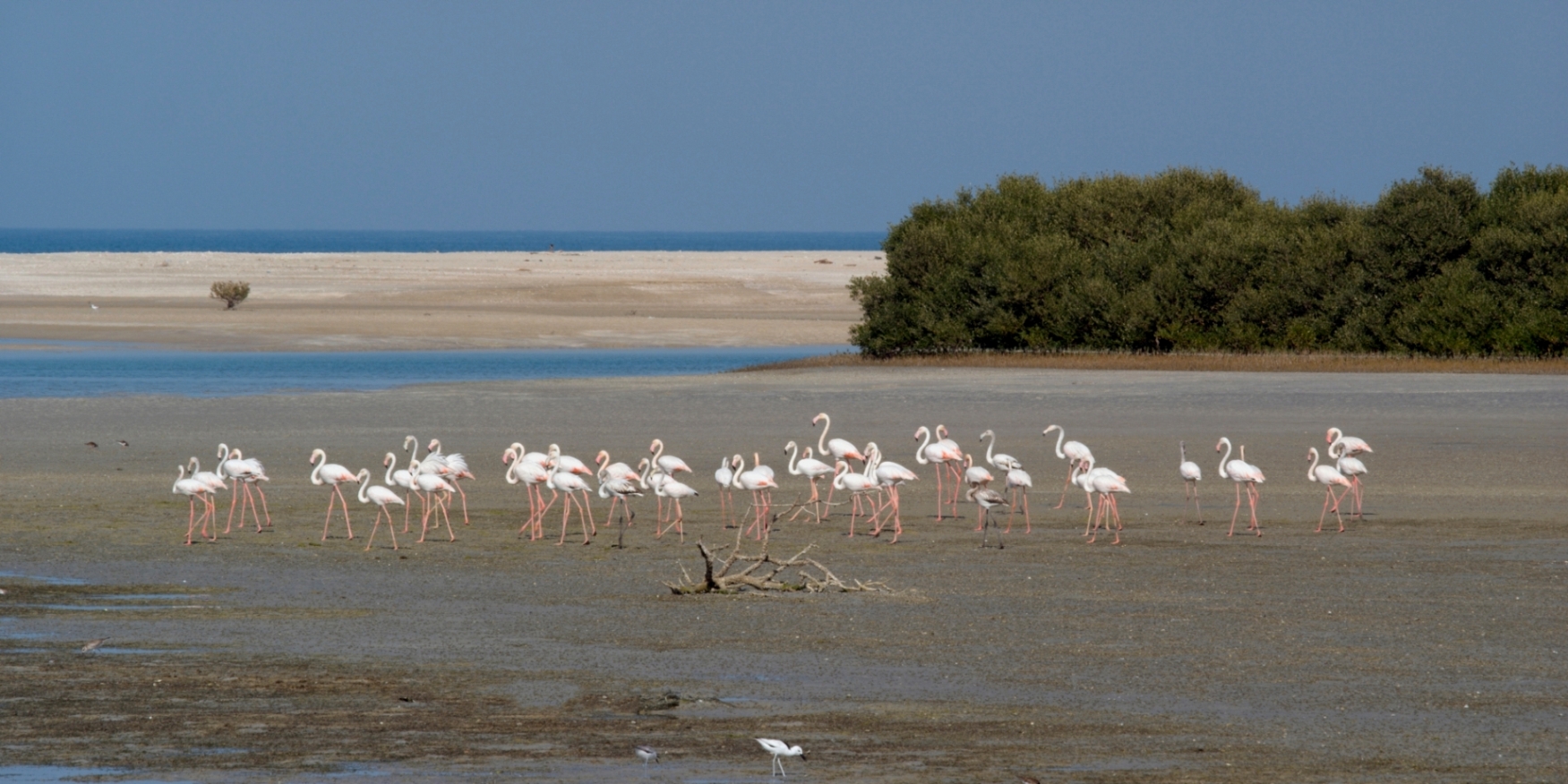Ras Al Khaimah: Flamingos in den Mangroven (Bildquelle: @Ras Al Khaimah Tourism Development Authorit Ras Al Khaimah: Flamingos in den Mangroven (Bildquelle: @Ras Al Khaimah Tourism Development Authorit