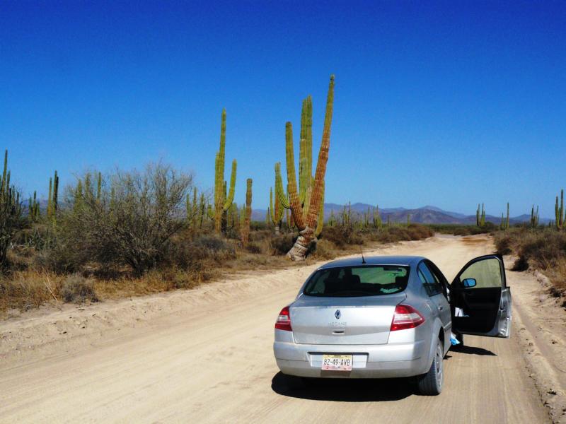 Mit dem Mietwagen durch die von Kakteen gesäumte Baja California