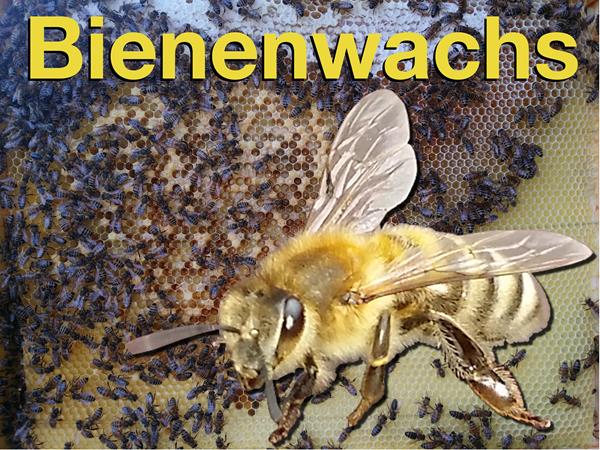 Bienensterben durch Wachsskandal Bienensterben durch Wachsskandal