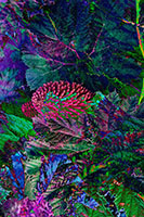 GUNNERA ABSTRAKT 003A GUNNERA ABSTRAKT 003A