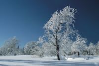 Winter im Bayerischen Wald Winter im Bayerischen Wald