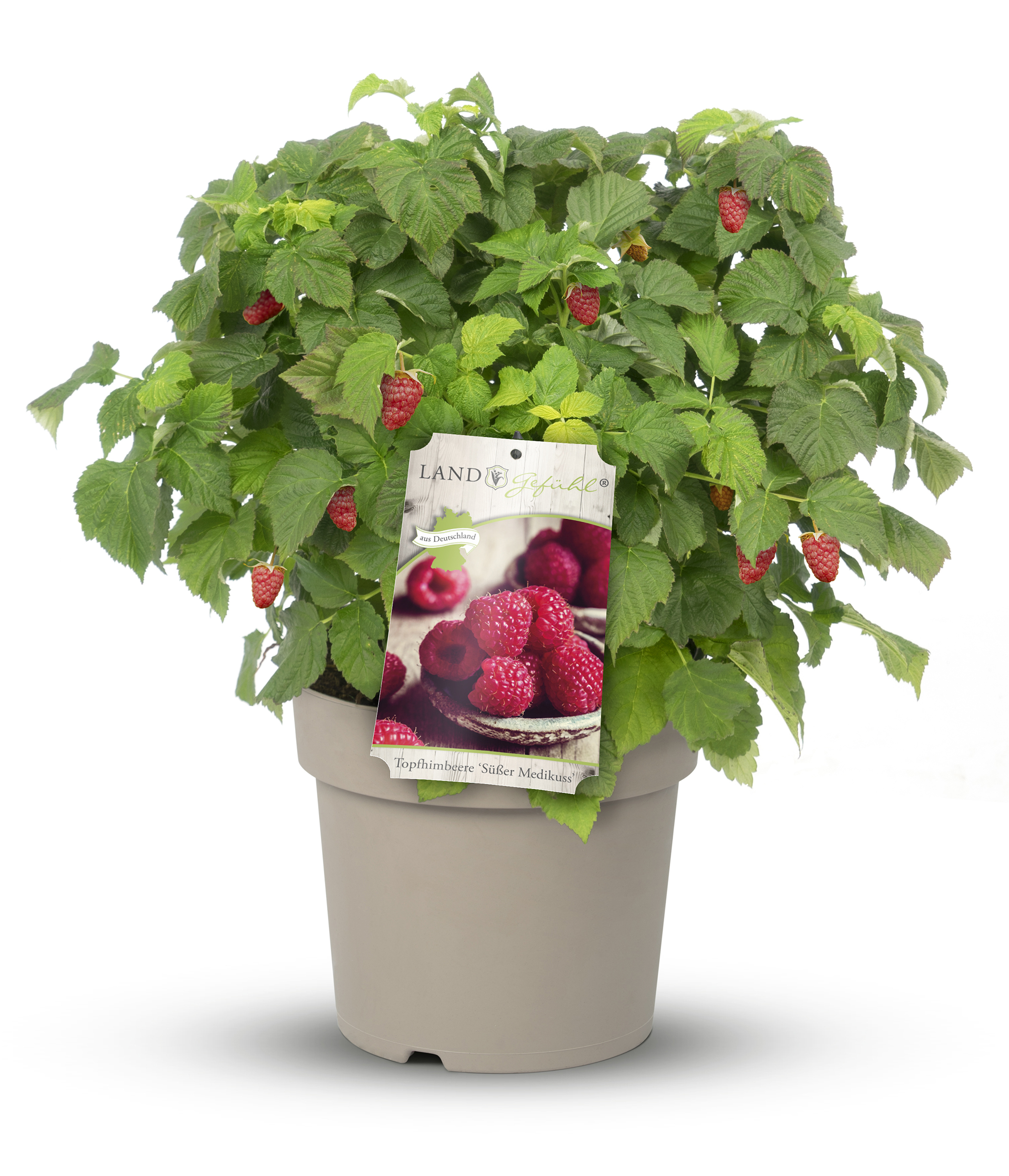 Topfhimbeere von LANDGEFÜHL®