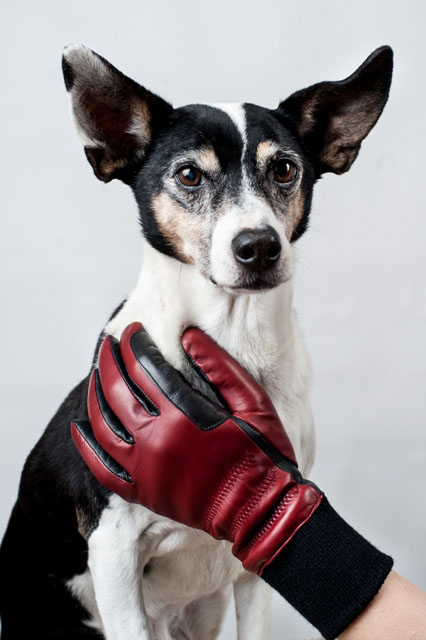 Lederhandschuhe, die nicht nur Reitern gefallen! Lederhandschuhe, die nicht nur Reitern gefallen!