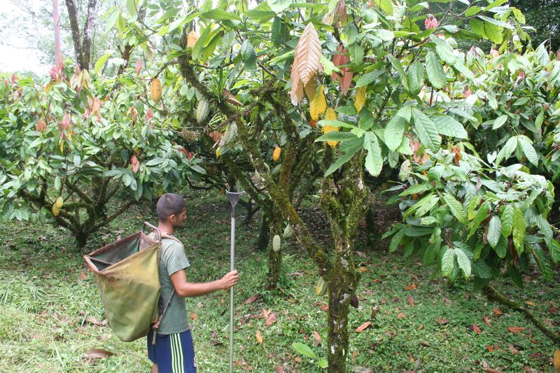 Foto: A. Brendel / Rainforest Alliance (No. 5751) Foto: A. Brendel / Rainforest Alliance (No. 5751)