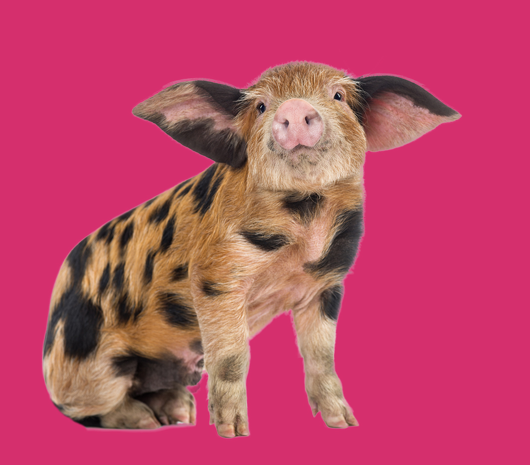 Das Denkpulver-Trüffelschwein (Bildquelle: fotolia) Das Denkpulver-Trüffelschwein (Bildquelle: fotolia)