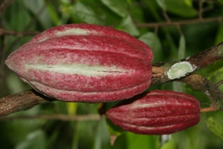 Kakaoflavonoide steingewalzter Biokakao aus unfermentierten und nicht alkalisierten Kakaobohnen Kakaoflavonoide steingewalzter Biokakao aus unfermentierten und nicht alkalisierten Kakaobohnen
