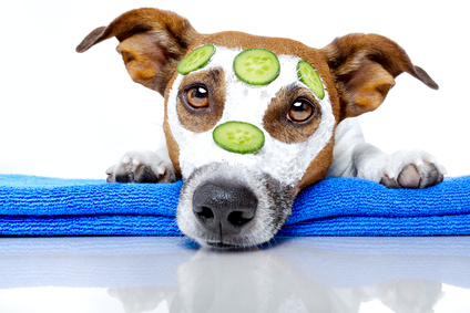 Wellness mit Hund: In den Verwöhnhäusern von hunde-urlaub.net das reinste Vergnügen (Bildquelle: Fot