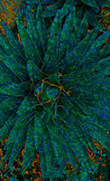 NATURAL ELEMENTS 1 NATURAL ELEMENTS 1