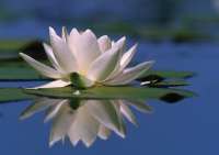 Seerose