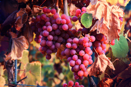 Mosel-Erlebnisse.de der Mosel Guide für die ganze Mosel...