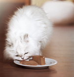 Der GOURMET-Expertentipp: Katzen königlich verwöhnen Der GOURMET-Expertentipp: Katzen königlich verwöhnen