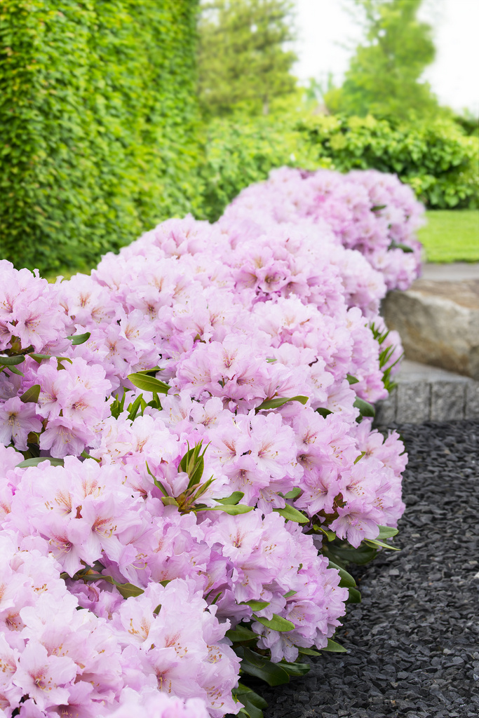 Rosa INKARHO®-Dufthecke mit süßlichem Duft Rosa INKARHO®-Dufthecke mit süßlichem Duft