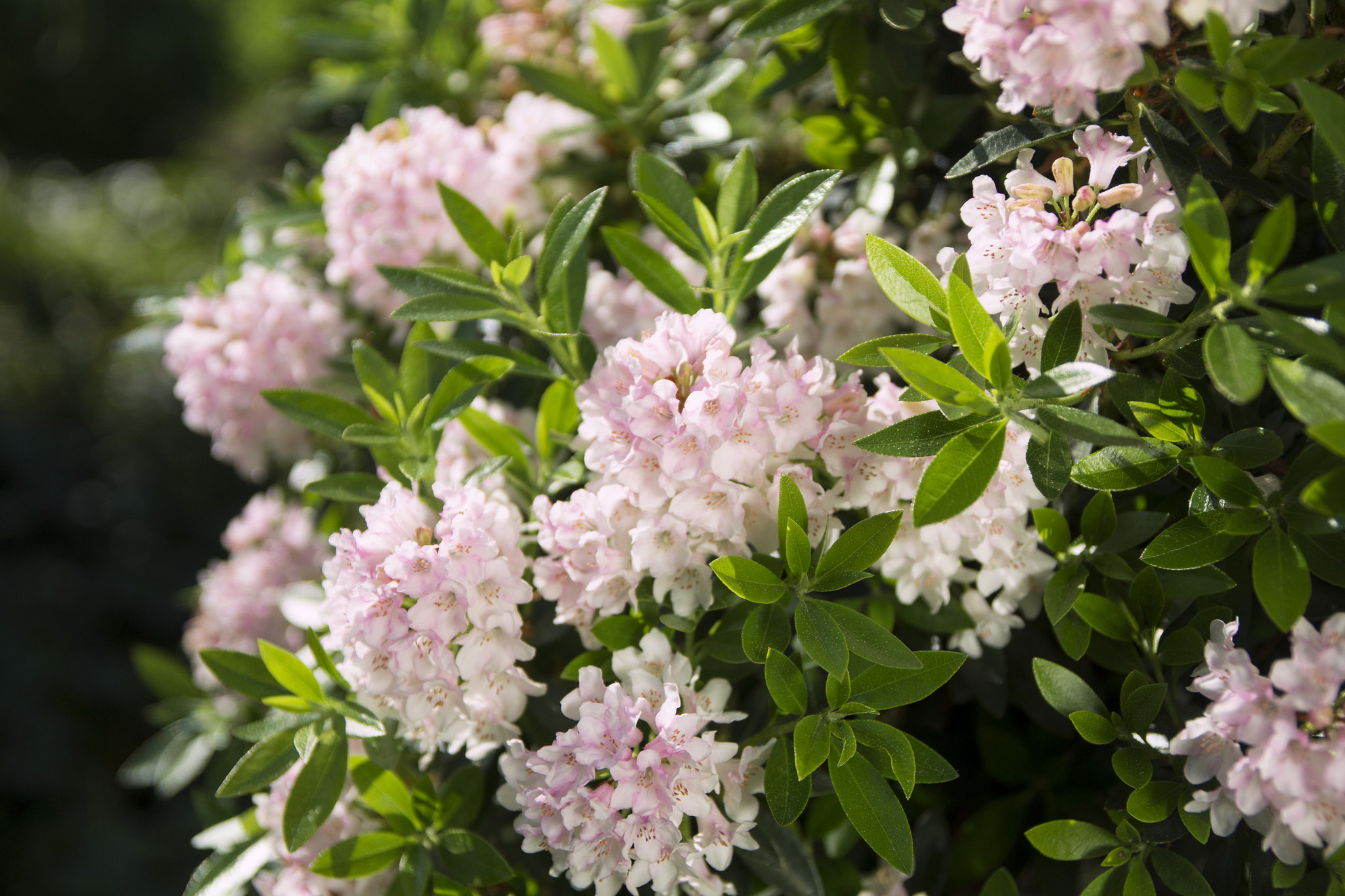 Reich blühende Buchsbaumalternative Bloombux Reich blühende Buchsbaumalternative Bloombux