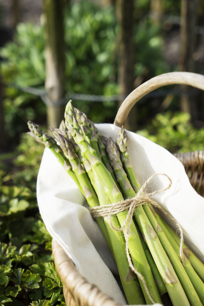 Frisch geerntet aus dem eigenen Garten, Grüner Landspargel von LANDGEFÜHL(R) Frisch geerntet aus dem eigenen Garten, Grüner Landspargel von LANDGEFÜHL(R)