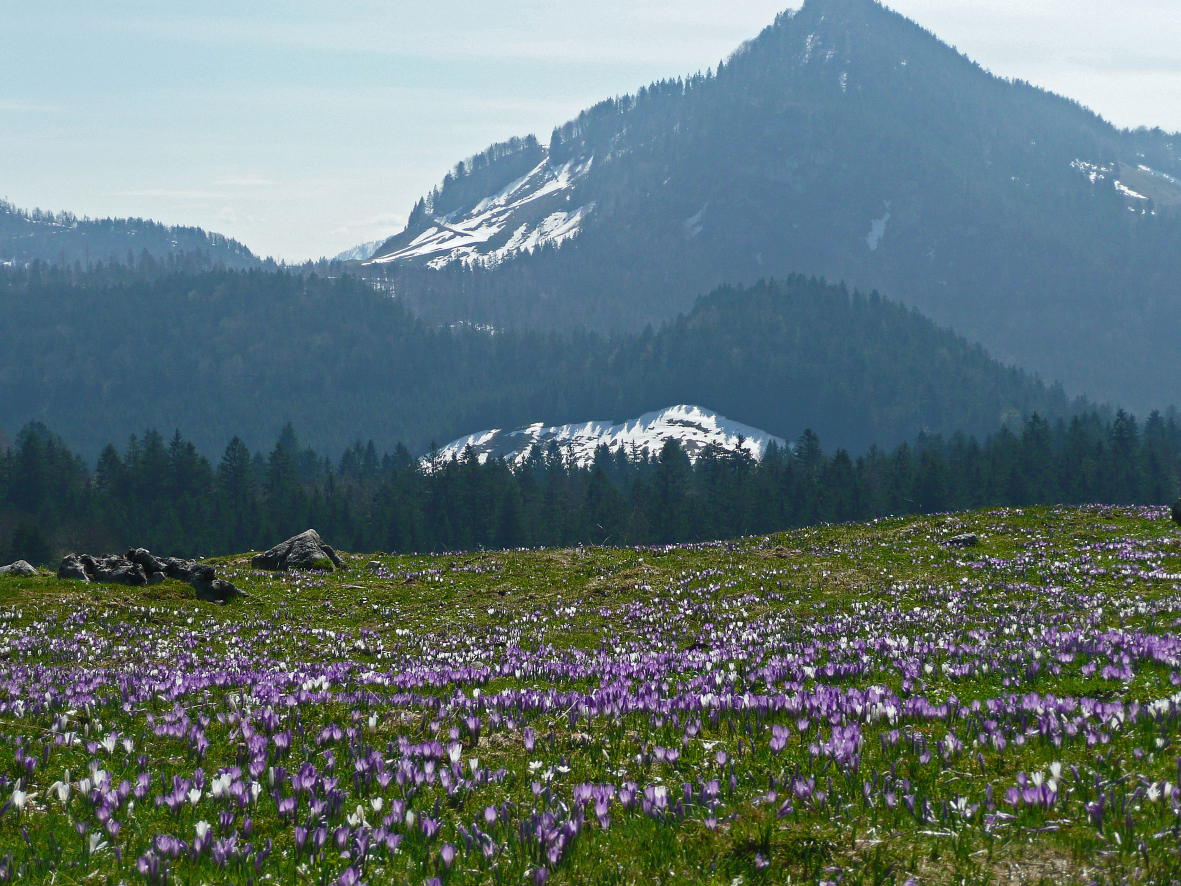 Krokusblüte am Heuberg, © Chiemsee-Alpenland Tourismus