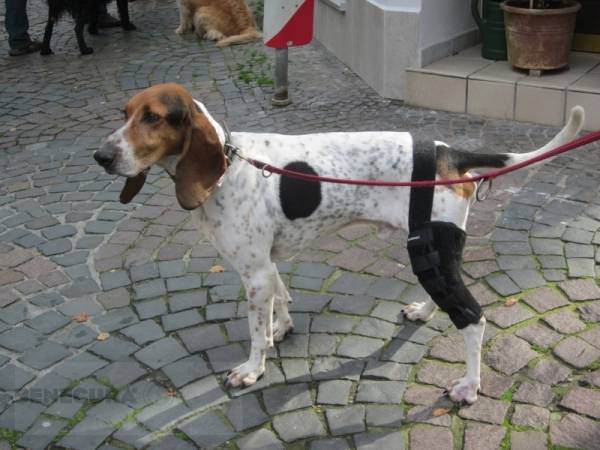 BENECURA® Kniebandage - Hundebandage für das Knie des Hundes