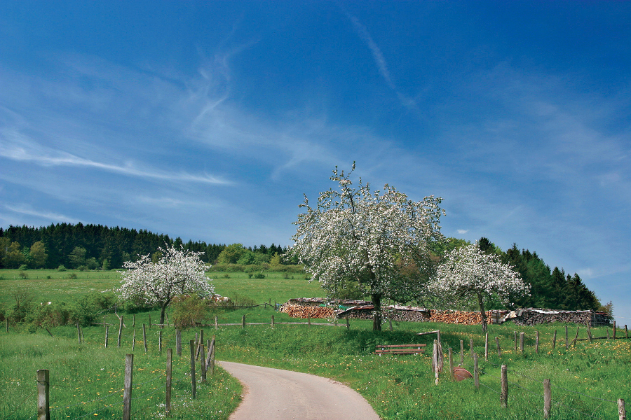 Frühling im sauerländischen Willingen (Bildquelle: Gemeinde Willingen) Frühling im sauerländischen Willingen (Bildquelle: Gemeinde Willingen)
