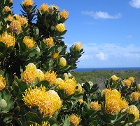 Frühlingsblumen in Südafrika