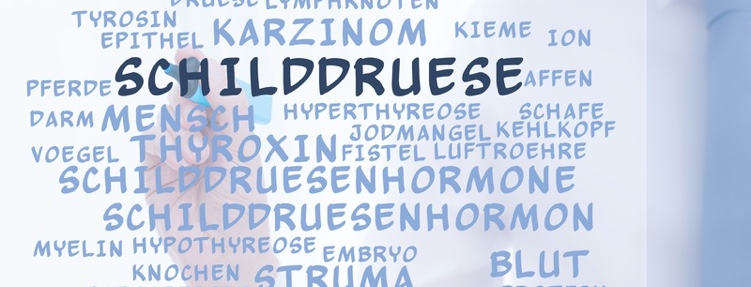 Die Schilddrüse ist für den Körper wichtig. (Bildquelle:©CrazyCloud?Fotolia.com) Die Schilddrüse ist für den Körper wichtig. (Bildquelle:©CrazyCloud?Fotolia.com)