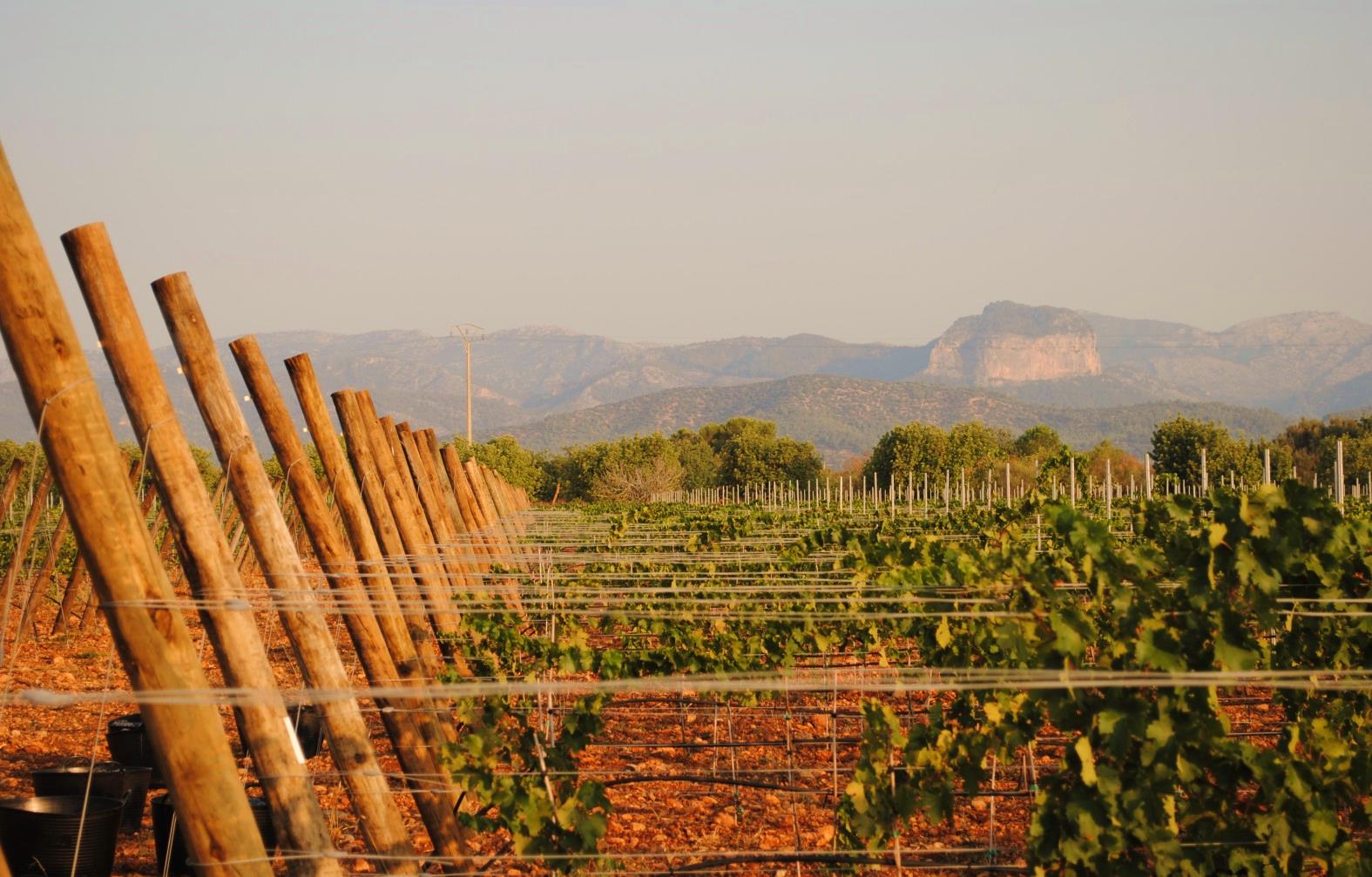 Bodega Resident Mallorca by WeinWert Bodega Resident Mallorca by WeinWert