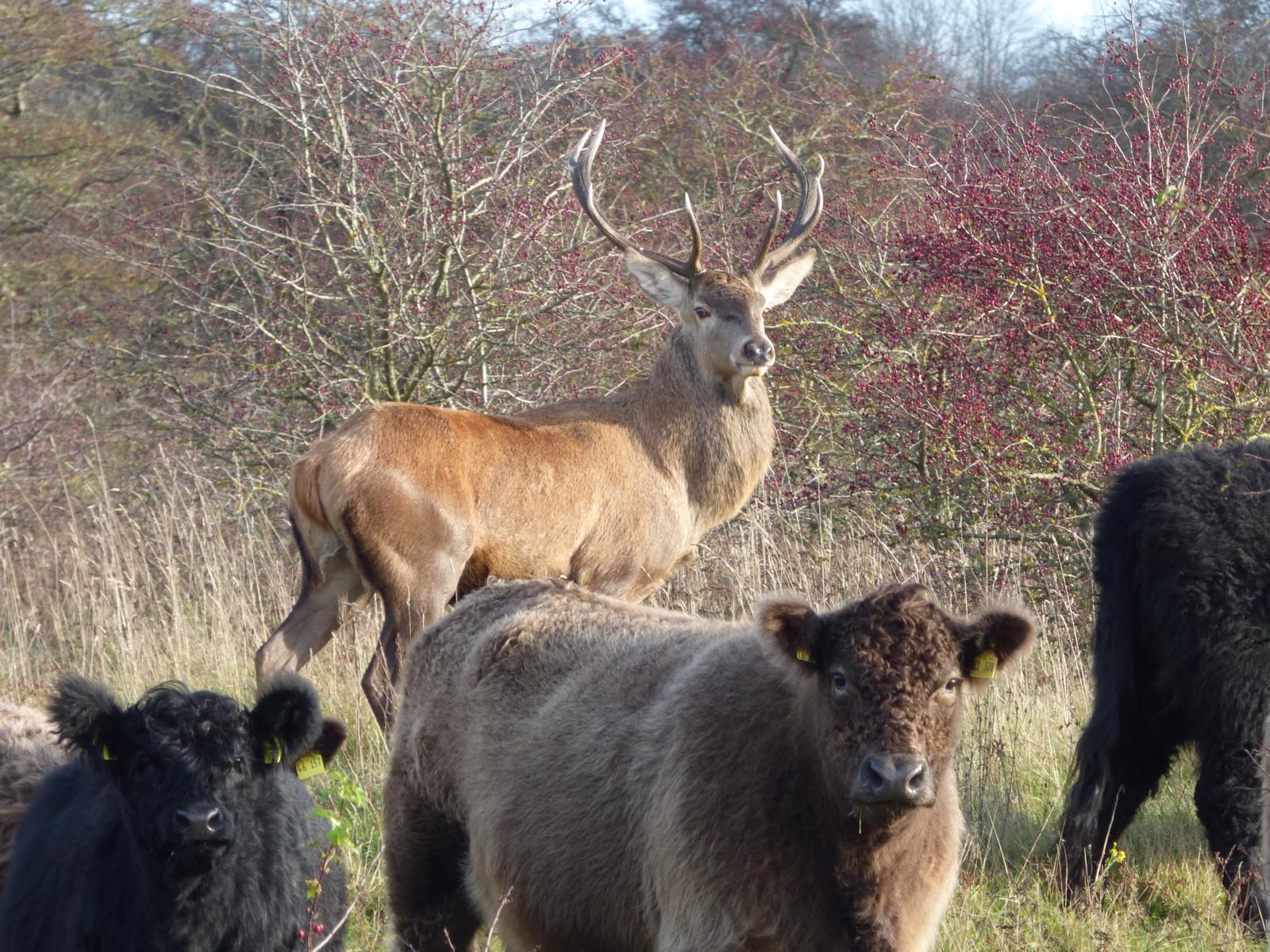 Naturgenuss auf dem Stiftungsland in Schleswig-Holstein: Sven der Rothirsch mit seiner Gallowayherde