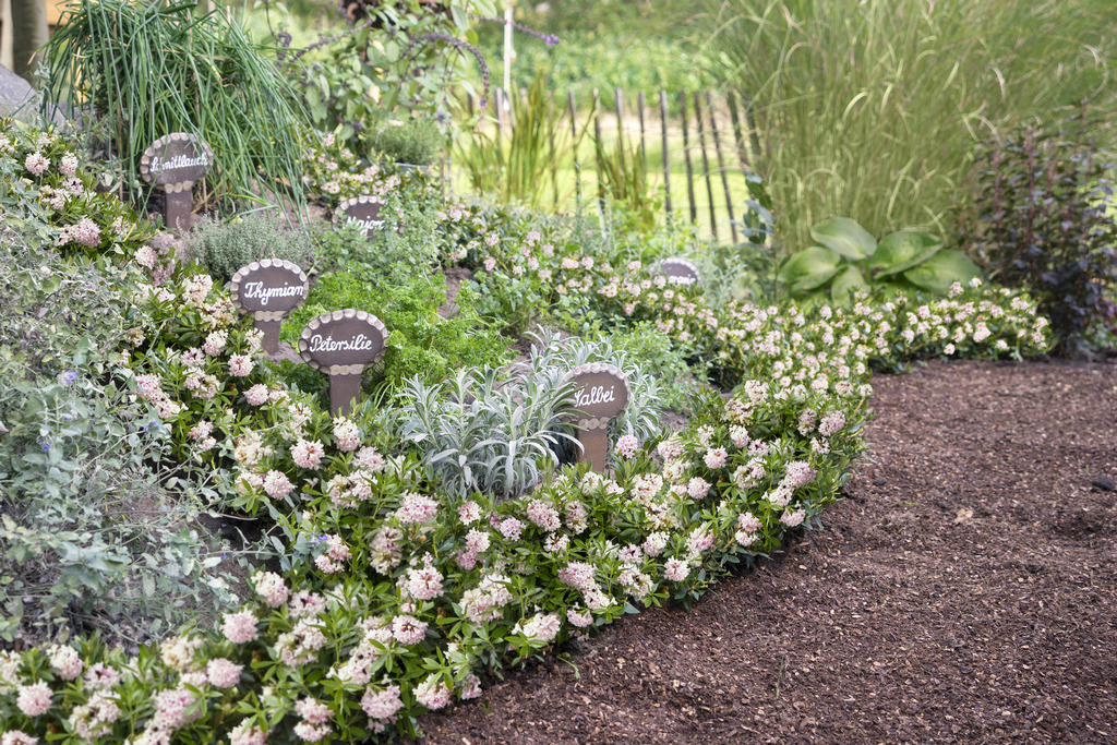 Bloombux® Nugget - die abwechslungsreiche Beeteinfassung im Kräutergarten_PR Bloombux® Nugget - die abwechslungsreiche Beeteinfassung im Kräutergarten_PR