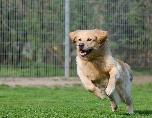 Hundehaftpflicht: Keine Mehrleistungen absehbar