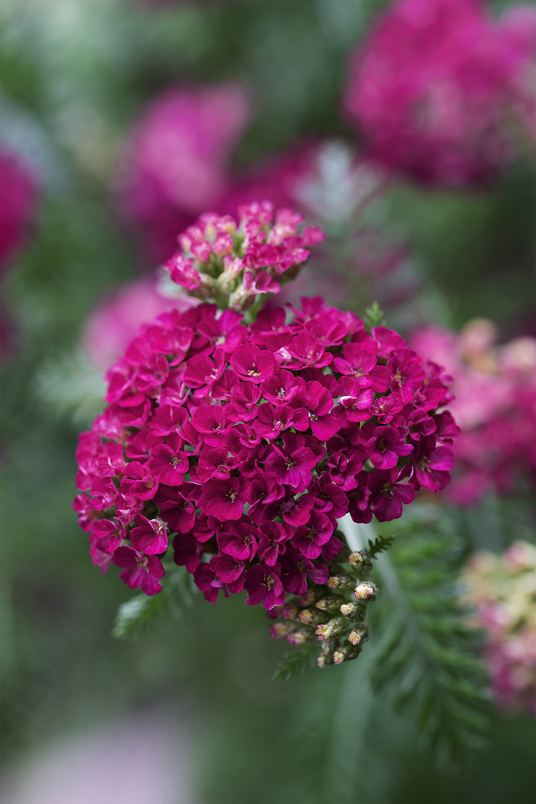 Schafgarbe 'Rotköpfchen' von Landgefühl® in voller Blüte Schafgarbe 'Rotköpfchen' von Landgefühl® in voller Blüte