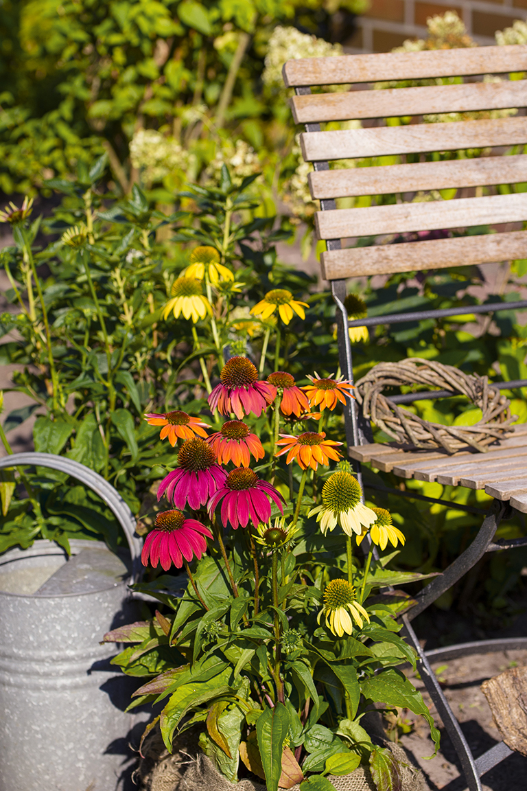 Sonnenhut  'Kleine Auszeit' von Landgefühl® für die farbenfrohe Terrasse
