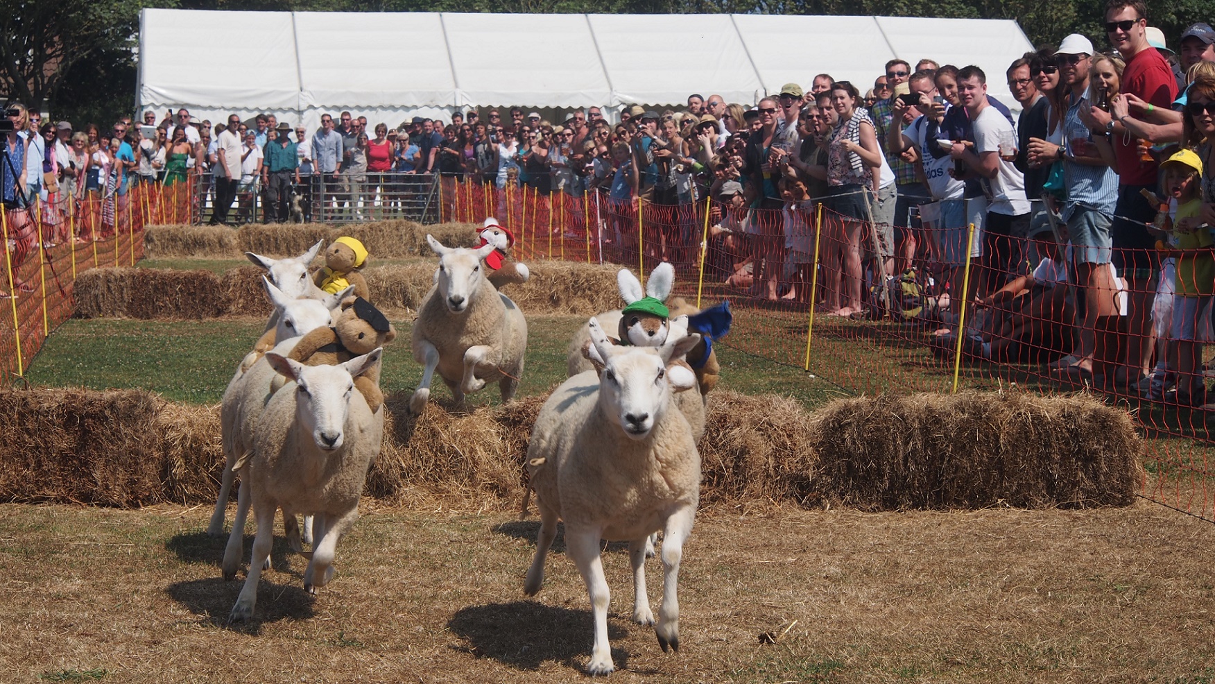 Sark Sheep Racing Sark Sheep Racing