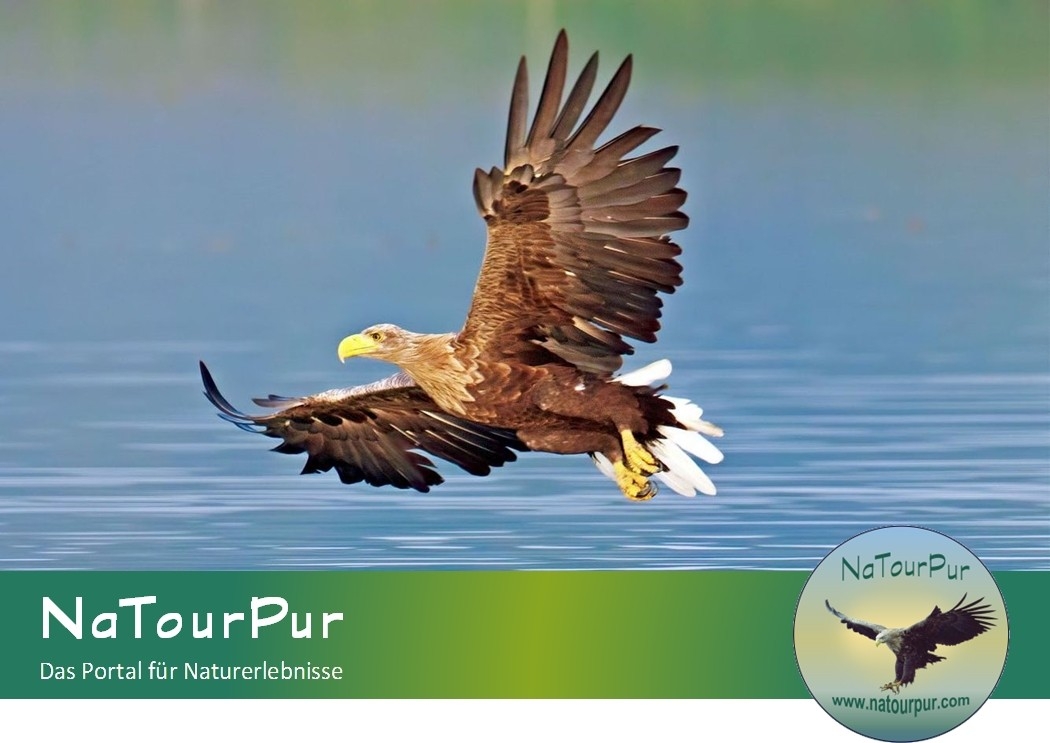 Seeadler_wildlifephoto-demmel-Fotolia Seeadler_wildlifephoto-demmel-Fotolia